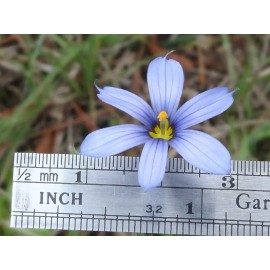Blue Eye Grass Wild Flower Plants  Qty 2   ( Sisyrinchium angustifolium )