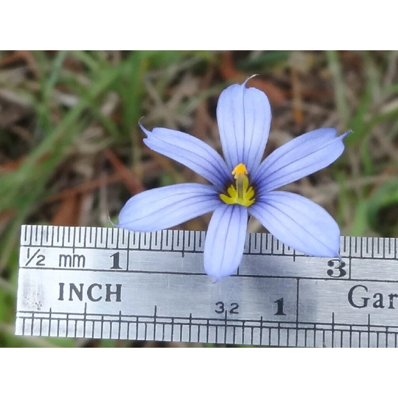 Blue Eye Grass Wild Flower Plants Qty 2 ( Sisyrinchium
