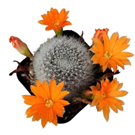 USKC Live Cactus Plants (2"Pot Rebutia Muscula)