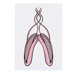 'Ballet shoes' Temporary Tattoo - Water Resistant, Skin-Safe, Non-Toxic Transfer (TO00073671)