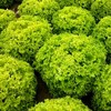 Curly Leaf Lettuce 1000+ Seeds for Planting Non-GMO