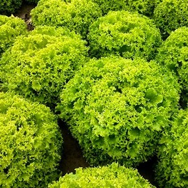 Curly Leaf Lettuce 1000+ Seeds for Planting Non-GMO