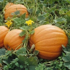 Womack Farm Mammoth Gold Giant Pumpkin, 20 Seeds. Heirloom~Non-G