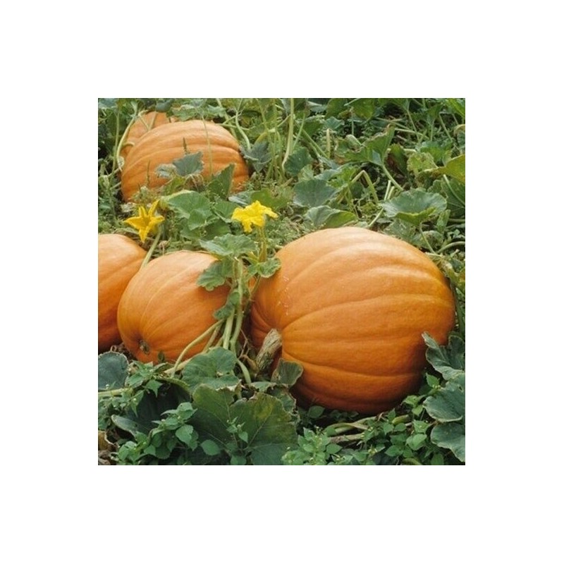 Womack Farm Mammoth Gold Giant Pumpkin, 20 Seeds. Heirloom~Non-G