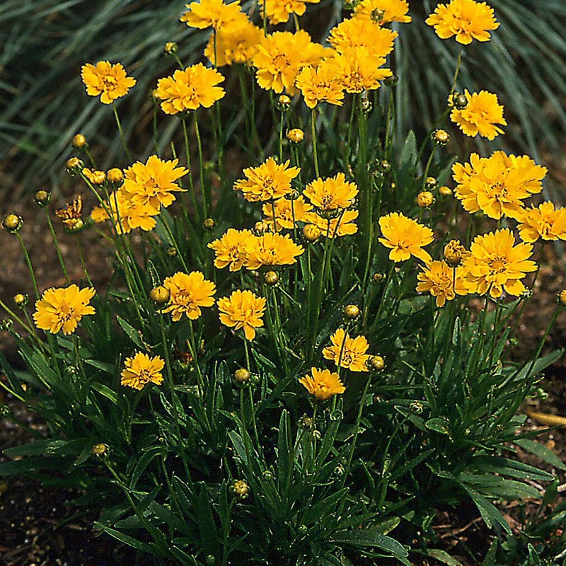 Outsidepride Yellow Early Sunrise Coreopsis Seeds - 250 Seeds Tall,