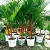 20 Red Sealing Wax Lipstick Palm Tree Seeds (Cyrtostachys Renda)