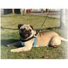Pranovo Dog Harness Pad - Soft Padding for Comfort and