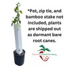 Anne Yellow Raspberry Plants - Raspberry Supports Included! - Bare