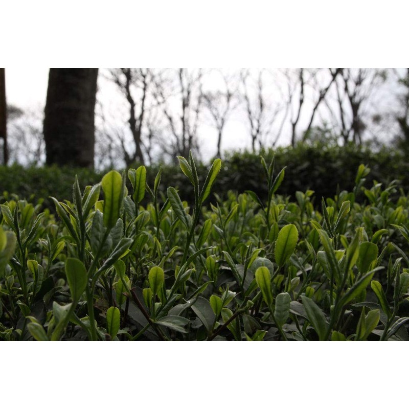 The Tao of Tea, Black Mango Black Tea, Loose Leaf,