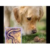 Dragon Lab & Canine Lungworm Test Kit Blood Screening for