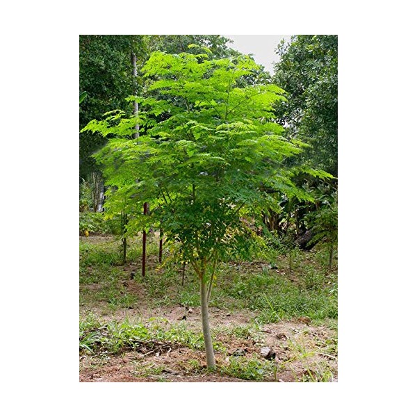 GreenCreator 25 Seeds of The Tree of Life - The Moringa Tree Easy to Grow, Fast Growing Tree