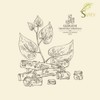 SVATV Giloy Powder | Guduchi | Tinospora cordifolia Stem Powder