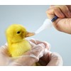 Pet Feeding Bottle. Pet Syringe. Pet Puppy Bottles. Dog and
