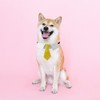 Dog Collar, Soft Polyester Dog Bow Tie with Metal Buckle