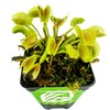 King Henry Venus Fly Trap Live Plant - Dionaea muscipula