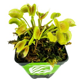 King Henry Venus Fly Trap Live Plant - Dionaea muscipula by Wellspring Gardens - Carnivorous Plant - Indoor Plant - Unique Garden Plant - Starter Plant Aquatic Plant