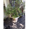 Very Large Jade Plants, with Roots, 2 feet Tall Ready