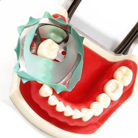 1 Piece Dental Clip Rubber Dam Clamps Clip with Bracket Holder Dental Restoration Rubber Dam Barrier Clips Stainless Steel (1 Piece for Molar)