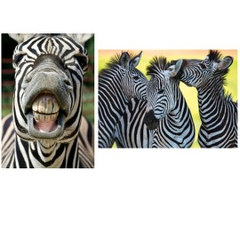 Edition Colibri Zebra Postcard Set, 2 Animal Postcards of a Zebra Trio and a Funny Zebra (10636)