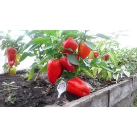Seeds4planting - Seeds Bell Pepper Sweet Red Giant