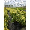 Osmanthus heterophyllus 'Goshiki' (False Holly) Evergreen, #2 - Size Container