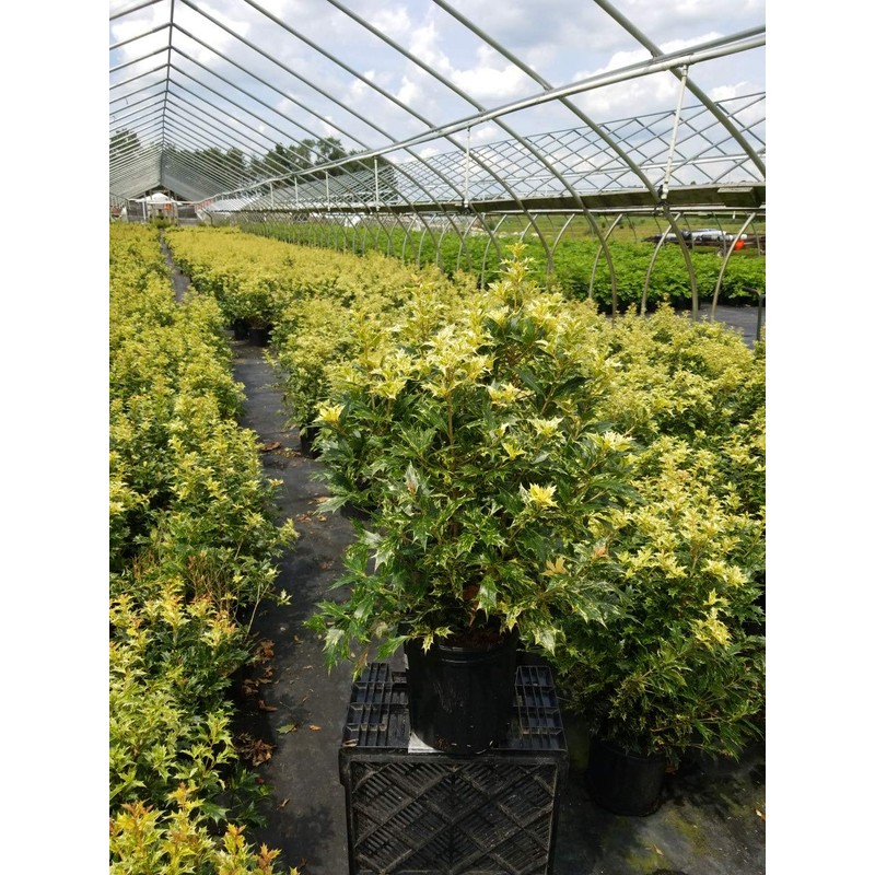 Osmanthus heterophyllus 'Goshiki' (False Holly) Evergreen, #2 - Size Container