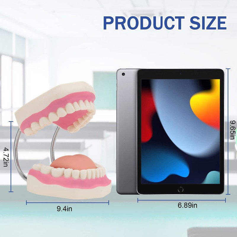Giant Teeth Dental Demonstration Model with Toothbrush, Enlarged 6 Times