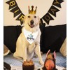 family Kitchen Funny Cute 1 Year Dog Birthday Bandana Scarfs