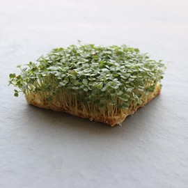 Arugula Microgreen Seed 25 Lb ~5,680,000 Seeds – Eruca Sativa – 6-8 Days to Maturity – Peppery & Nutty Flavor – Non-GMO, Open Pollinated – Indoor & Year-Round Growing