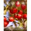 TeeLux Rose Hips Tea Bags, Fruity Flavor and Aroma, Caffeine-free,