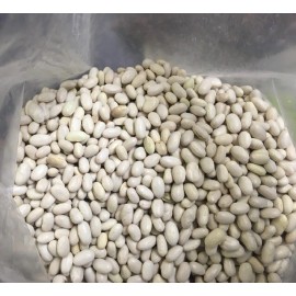 Heirloom Roma II OP Bush  Bean Seeds Non GMO Stringless Italian Bean - 2 ounces