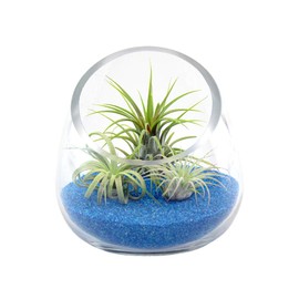 5 Inch Thick Slanted Glass Bowl Terrarium DIY Kit with Blue Sand and 3 Live Tillandsia Ionantha Air Plants - Indoor House Plants for Home and Office Decor