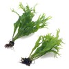 k2aqua 2X Java Fern Windelov Microsorum Pteropus Windelov Live Aquarium