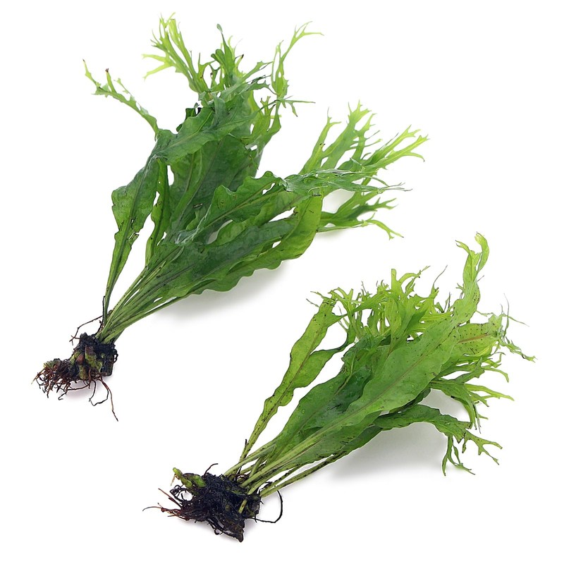 k2aqua 2X Java Fern Windelov Microsorum Pteropus Windelov Live Aquarium