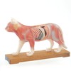 HeineScientific Feline Acupuncture Model