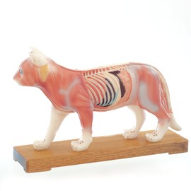 HeineScientific Feline Acupuncture Model