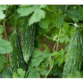 15 Bitter Melon Seeds: Heirloom Bitter Gourd, Easy to Plant (Non-GMO)