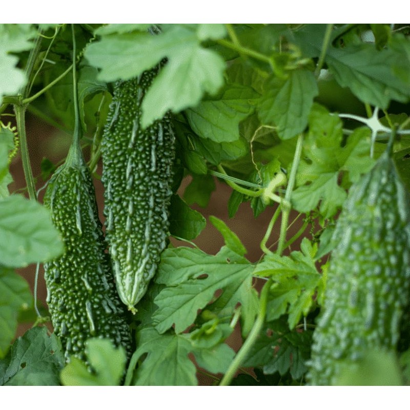 15 Bitter Melon Seeds: Heirloom Bitter Gourd, Easy to Plant