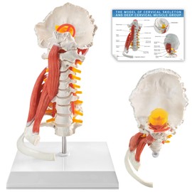 EVOTECH SCIENTIFIC Cervical Spine Anatomical Model with Brainstem, Muscles, Thoracic Vertebrae & Nerves – Life-Size Human Neck Vertebrae Model for Medical Teaching, Chiropractic, and Anatomy Study