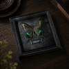 Real Handmade Taxidermy Butterfly Framed Gothic Baroque Art Home Decor