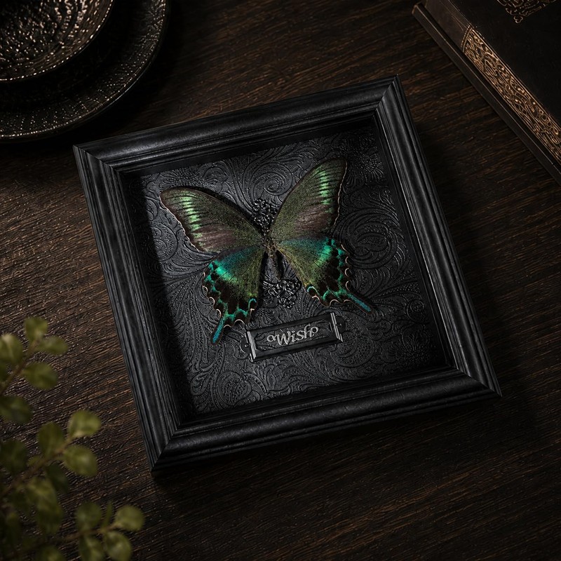 Real Handmade Taxidermy Butterfly Framed Gothic Baroque Art Home Decor