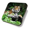 1 x Square Coaster - Bengal Tiger Big Cat Wild