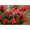 Encore Azalea Autumn Bonfire (1 Gallon) Red Flowering Shrub -
