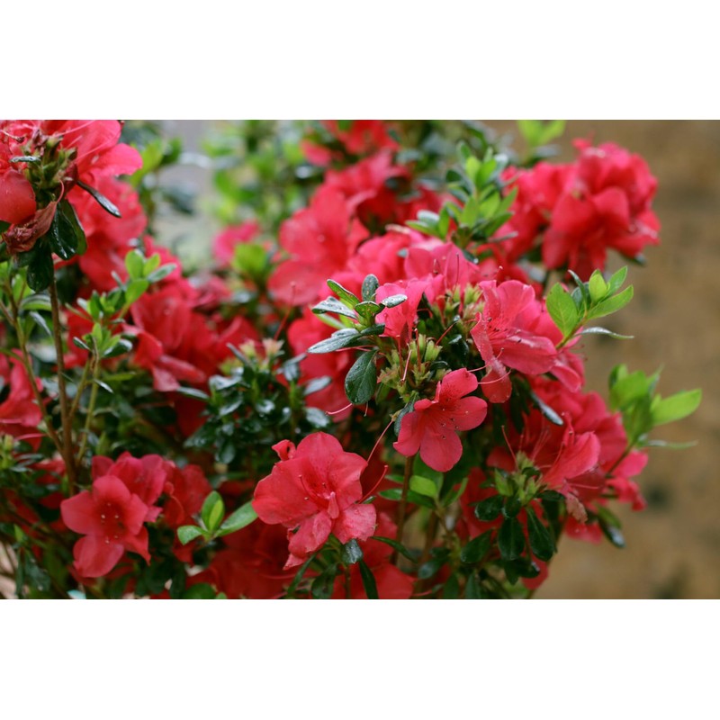 Encore Azalea Autumn Bonfire (1 Gallon) Red Flowering Shrub -