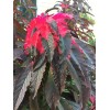 Sherwood Seeds Joseph's Coat Amaranthus "Molten Fire" Amaranth Summer Poinsettia