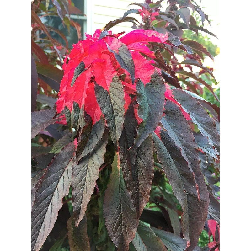 Sherwood Seeds Joseph's Coat Amaranthus "Molten Fire" Amaranth Summer Poinsettia