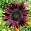 Mixed Sunflower Seeds for Planting -200+ Heirloom Non-GMO Sunflower Seeds
