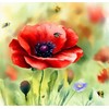 Papaver rhoeas (Corn Poppy, Red) Flower Seeds, Eye-Catching Appearance, Highly