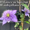 KRONLY Plant Clips and Plant Clips Pack of 208 -