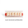 Artificial Teeth - Top and Bottom 12 Teeth for Resin
